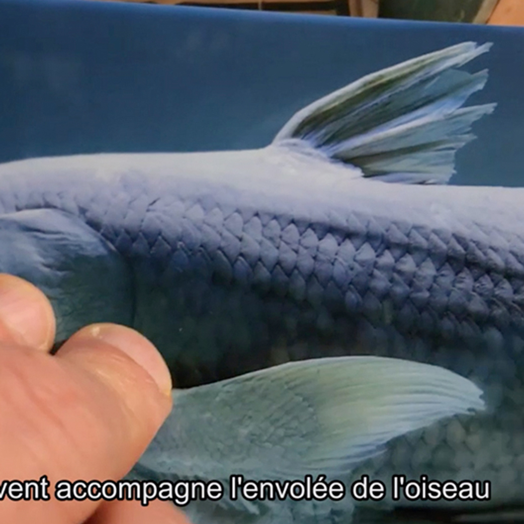 L'animal me garde