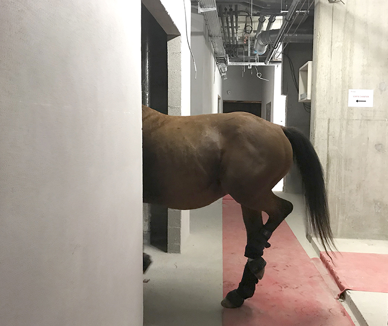 Theval, le cheval à l'institut Bergonié 2018