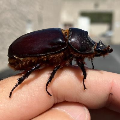 Entends-tu l'animal enfermé ?