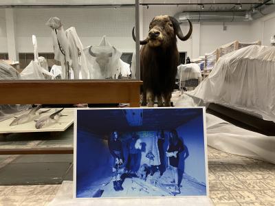 Arnaud Théval Partie de chasse (2025) Université de Liège.